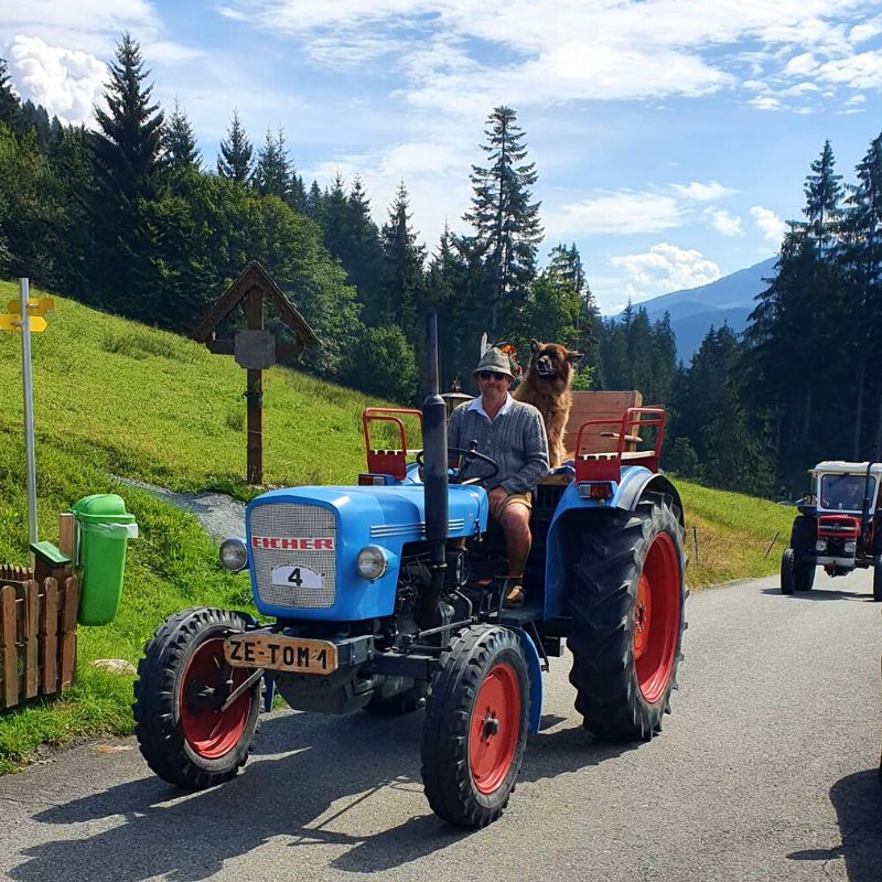 Oldtimer-Traktor blau